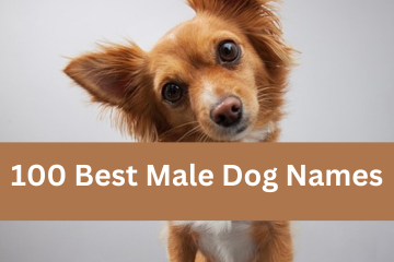 Male Dog Names