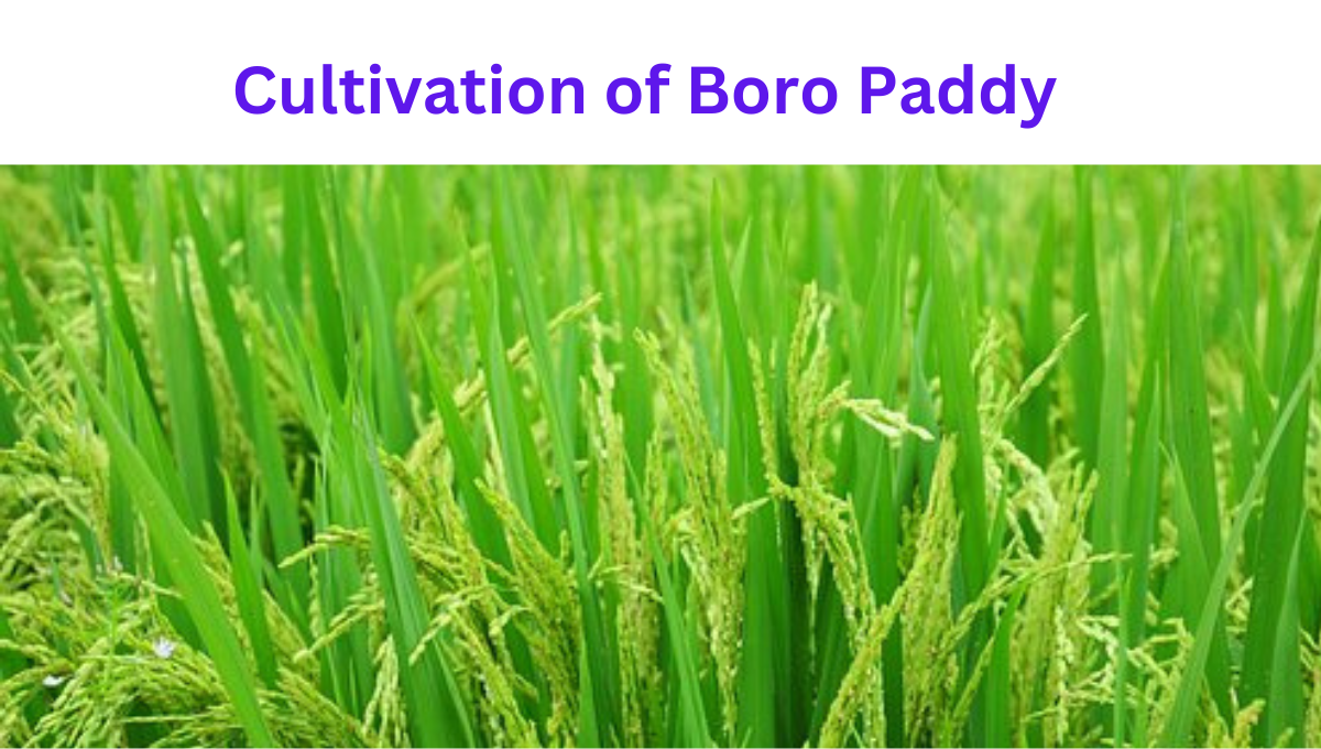 Cultivation of Boro Paddy