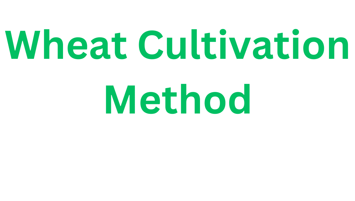 Wheat Cultivation Method